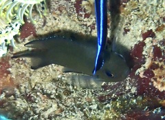Azurina lepidolepis