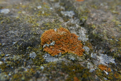 Teloschistaceae