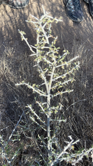 Sarcomphalus obtusifolius