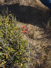 Justicia californica