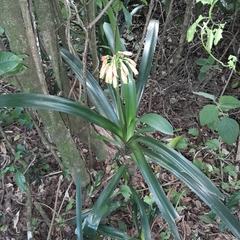 Clivia caulescens