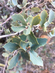 Quercus turbinella