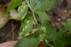 Deraeocoris flavilinea