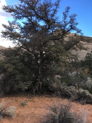 Quercus turbinella