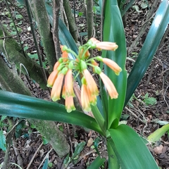 Clivia caulescens