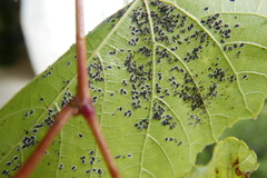 Aleurocanthus spiniferus