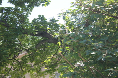Limenitis arthemis astyanax