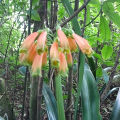 Clivia caulescens