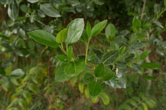 Rhamnus alaternus