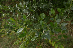 Rhamnus alaternus