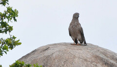 Melierax poliopterus