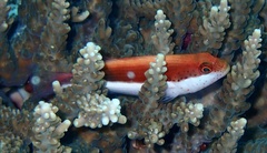 Paracirrhites forsteri