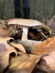 Clitocybe brunneocephala