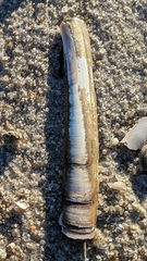 Ensis