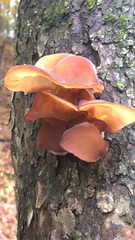 Auricularia auricula-judae