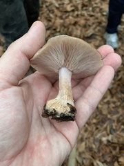 Clitocybe brunneocephala