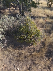 Justicia californica