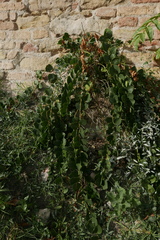 Capparis spinosa