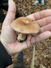 Clitocybe brunneocephala