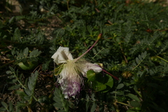 Capparis spinosa
