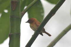 Pachyramphus cinnamomeus