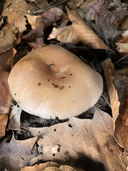 Clitocybe brunneocephala