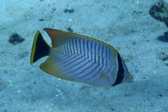 Chaetodon trifascialis
