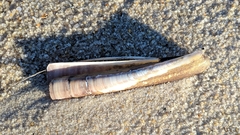 Ensis