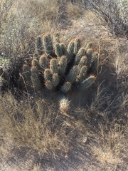 Echinocereus engelmannii