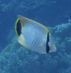 Chaetodon trifascialis