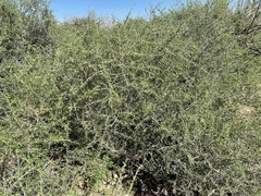 Prunus fasciculata