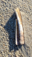 Ensis