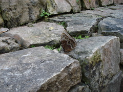 Morpho helenor montezuma