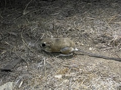 Dipodomys stephensi