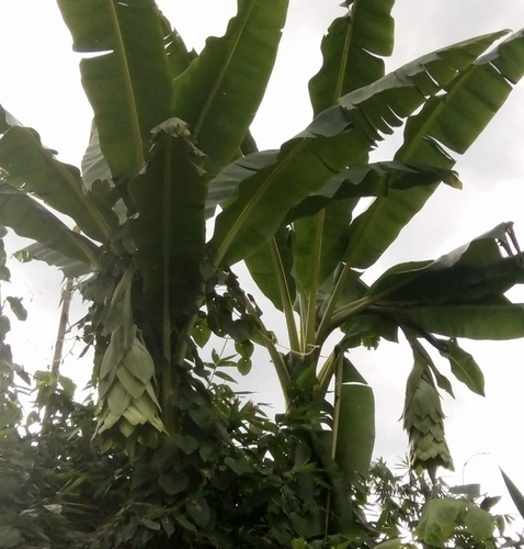 Image of Ensete glaucum by no rights reserved