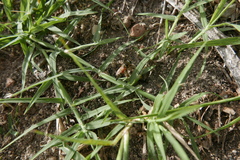 Merodon avidus
