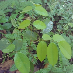 Rourea surinamensis