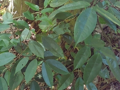 Rourea surinamensis