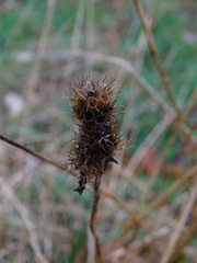 Betonica officinalis