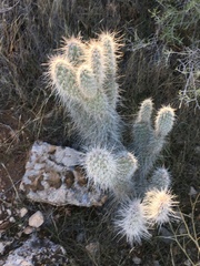 Opuntia polyacantha erinacea