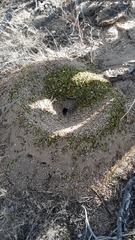 Acromyrmex versicolor