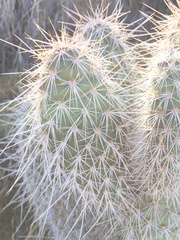 Opuntia polyacantha erinacea