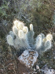 Opuntia polyacantha erinacea