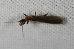 Oligotoma saundersii