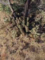 Echinocereus engelmannii