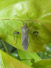 Nematopus