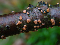 Nectria