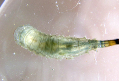 Copestylum