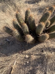 Echinocereus engelmannii