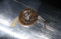 Gastrodontidae